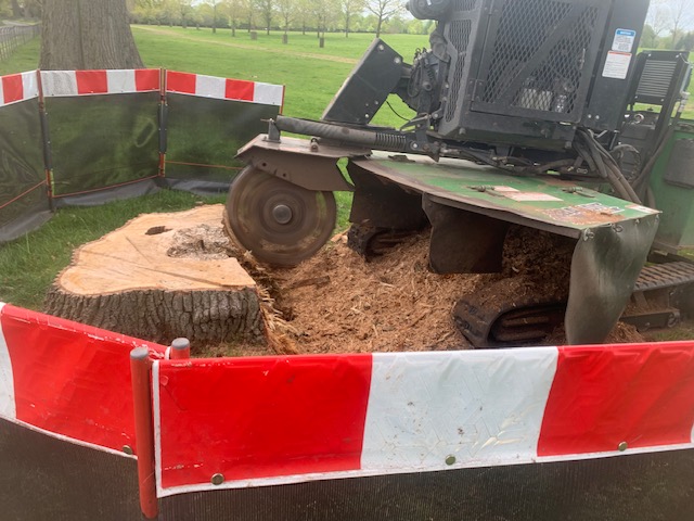 Tree Cutting