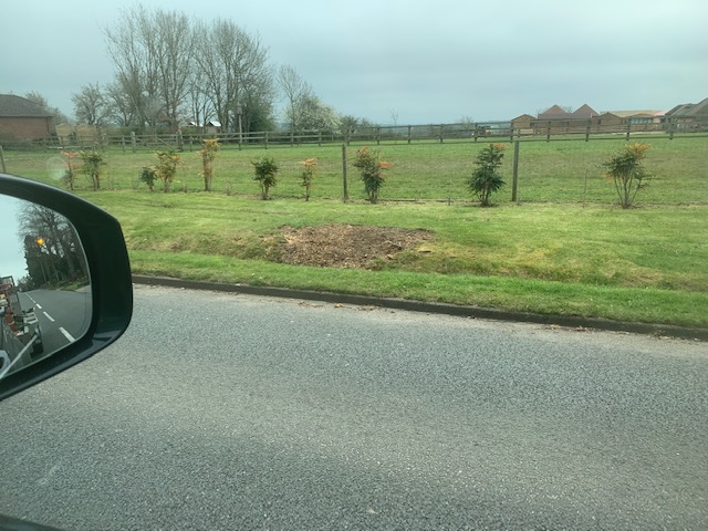 Tree Cutting