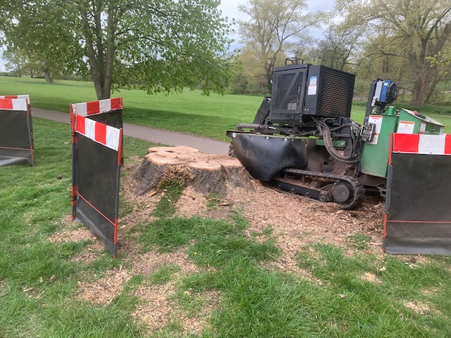 Tree Cutting